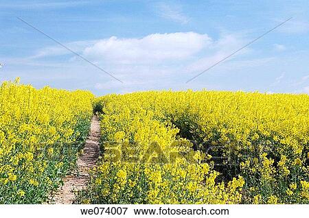 Rape field, Gera, Thueringen, Germany View Large Photo Image Stock Photo - Rape field, Gera, Thueringen, Germany. Fotosearch
