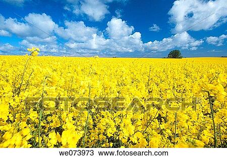 Rape field, Isle of Rugen, Mecklenburg-Western Pomerania, Germany View Large Photo Image Stock Image - Rape field, Isle of Rugen, Mecklenburg-Western Pomerania, Germany. Fotosearch