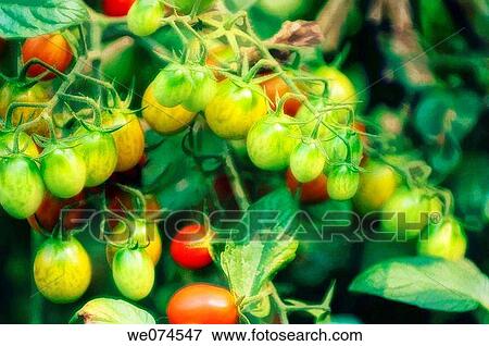 Red and Green Cherry Tomatoes. Solanum lycopersicon. August 2007, Maryland, USA View Large Photo Image Stock Photo - Red and Green Cherry Tomatoes. Solanum lycopersicon. August 2007, Maryland, USA. Fotosearch