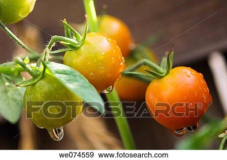 Red and Green Cherry Tomatoes. Solanum lycopersicon. August 2007, Maryland, USA View Large Photo Image Stock Photo - Red and Green Cherry Tomatoes. Solanum lycopersicon. August 2007, Maryland, USA. Fotosearch