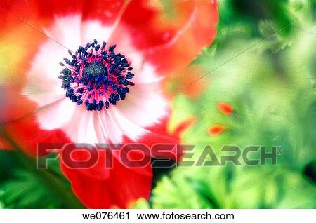 Red Anemone Poppy. Anemone coronaria. April 2007, Maryland, USA View Large Photo Image Stock Image - Red Anemone Poppy. Anemone coronaria. April 2007, Maryland, USA. Fotosearch
