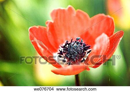 Red Anemone Poppy Flower. Anemone coronaria. April 2007, Maryland, USA View Large Photo Image Picture - Red Anemone Poppy Flower. Anemone coronaria. April 2007, Maryland, USA. Fotosearch