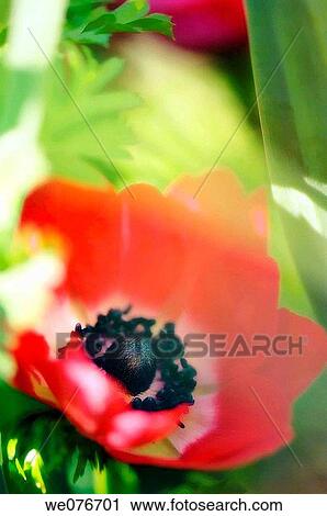 Red Anemone Poppy Flower. Anemone coronaria. April 2007, Maryland, USA View Large Photo Image Stock Image - Red Anemone Poppy Flower. Anemone coronaria. April 2007, Maryland, USA. Fotosearch