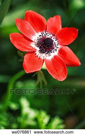 Red Anemone Poppy Flower. Anemone coronaria. April 2007, Maryland, USA View Large Photo Image Stock Image - Red Anemone Poppy Flower. Anemone coronaria. April 2007, Maryland, USA. Fotosearch