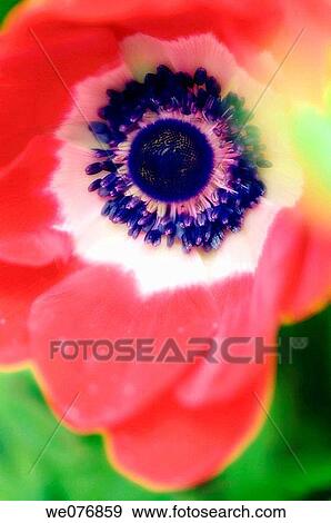 Red Anemone Poppy Flower. Anemone coronaria. April 2007, Maryland, USA View Large Photo Image Stock Photo - Red Anemone Poppy Flower. Anemone coronaria. April 2007, Maryland, USA. Fotosearch