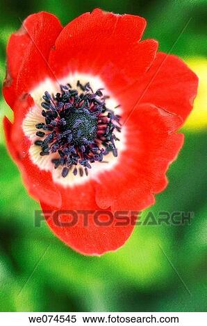 Red Anemone Poppy Flower. Anemone coronaria. April 2007, Maryland, USA View Large Photo Image Stock Photography - Red Anemone Poppy Flower. Anemone coronaria. April 2007, Maryland, USA. Fotosearch