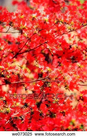 Red Azalea Blossom. Rhododendron hybrid View Large Photo Image Stock Photography - Red Azalea Blossom. Rhododendron hybrid. Fotosearch