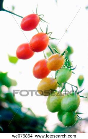 Picture - Red Cherry Tomatoes Growing. Solanum lycopersicon. August 2007, Maryland, USA. Fotosearch