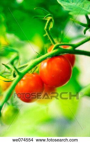 Red Cherry Tomatoes. Solanum lycopersicon. August 2007, Maryland, USA View Large Photo Image Picture - Red Cherry Tomatoes. Solanum lycopersicon. August 2007, Maryland, USA. Fotosearch
