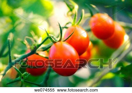 Red Cherry Tomatoes. Solanum lycopersicon. August 2007, Maryland, USA View Large Photo Image Stock Photography - Red Cherry Tomatoes. Solanum lycopersicon. August 2007, Maryland, USA. Fotosearch