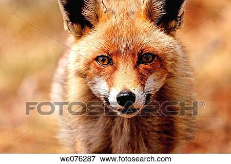 Red Fox (Vulpes vulpes) View Large Photo Image Stock Photo - Red Fox (Vulpes vulpes). Fotosearch