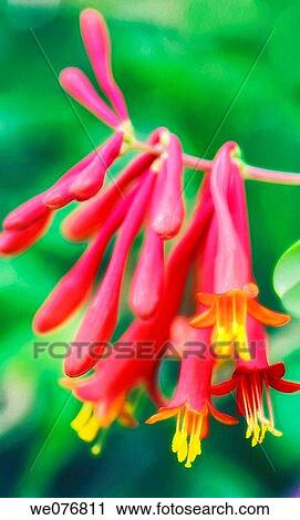 Red Honeysuckle Flowers and Buds. Lonicera sempervirens. September 2006, Maryland, USA View Large Photo Image Stock Image - Red Honeysuckle Flowers and Buds. Lonicera sempervirens. September 2006, Maryland, USA. Fotosearch