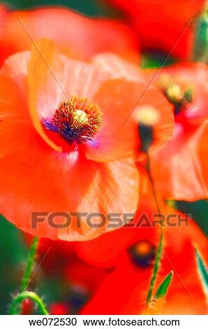 Red Poppies. Papaver rhoeas. June 2007, Maryland, USA View Large Photo Image Stock Image - Red Poppies. Papaver rhoeas. June 2007, Maryland, USA. Fotosearch