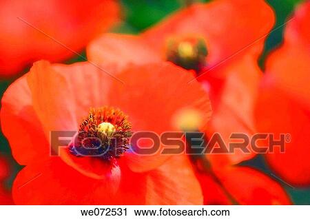 Red Poppies. Papaver rhoeas. June 2007, Maryland, USA View Large Photo Image Stock Image - Red Poppies. Papaver rhoeas. June 2007, Maryland, USA. Fotosearch