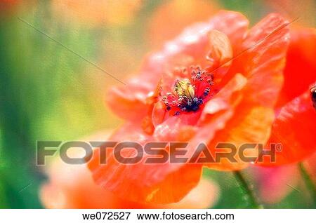 Red Poppies. Papaver rhoeas. June 2007, Maryland, USA View Large Photo Image Stock Photo - Red Poppies. Papaver rhoeas. June 2007, Maryland, USA. Fotosearch