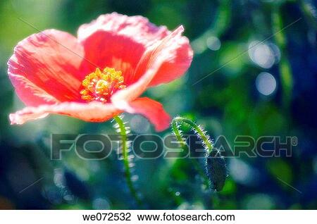 Red Poppy and a Bud. Papaver rhoeas. June 2007, Maryland, USA View Large Photo Image Stock Image - Red Poppy and a Bud. Papaver rhoeas. June 2007, Maryland, USA. Fotosearch