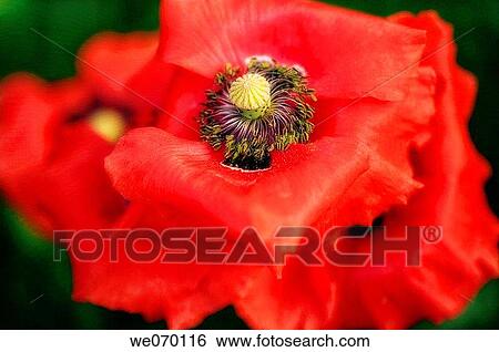 Red Poppy Flower Cluster. Papaver rhoeas View Large Photo Image Stock Photograph - Red Poppy Flower Cluster. Papaver rhoeas. Fotosearch