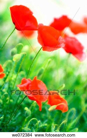 Red Poppy Flowers. Papaver rhoeas. May 2007, Maryland, USA View Large Photo Image Picture - Red Poppy Flowers. Papaver rhoeas. May 2007, Maryland, USA. Fotosearch