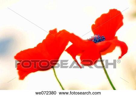 Red Poppy Flowers. Papaver rhoeas. May 2007, Maryland, USA View Large Photo Image Stock Image - Red Poppy Flowers. Papaver rhoeas. May 2007, Maryland, USA. Fotosearch