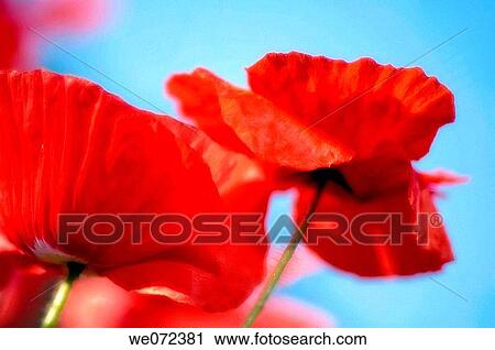 Red Poppy Flowers. Papaver rhoeas. May 2007, Maryland, USA View Large Photo Image Stock Image - Red Poppy Flowers. Papaver rhoeas. May 2007, Maryland, USA. Fotosearch