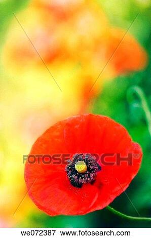 Red Poppy Flowers. Papaver rhoeas. May 2007, Maryland, USA View Large Photo Image Stock Photo - Red Poppy Flowers. Papaver rhoeas. May 2007, Maryland, USA. Fotosearch