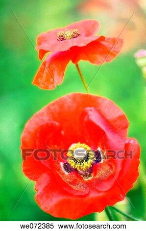 Red Poppy Flowers. Papaver rhoeas. May 2007, Maryland, USA View Large Photo Image Stock Photography - Red Poppy Flowers. Papaver rhoeas. May 2007, Maryland, USA. Fotosearch