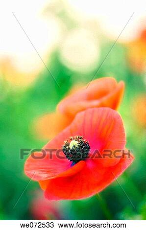 Red Shirley Poppies. Papaver rhoeas. June 2007 View Large Photo Image Stock Image - Red Shirley Poppies. Papaver rhoeas. June 2007. Fotosearch