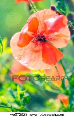 Red Shirley Poppy. Papaver rhoes. June 2007 View Large Photo Image Stock Photo - Red Shirley Poppy. Papaver rhoes. June 2007. Fotosearch