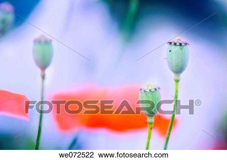 Stock Image - Red Shirley Poppy Seedheads. Papaver rhoeas. June 2006. Fotosearch