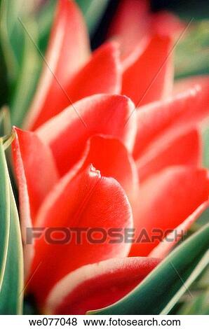 Red Tulip Close-up. Tulipa hybrid. April 2007, Maryland, USA View Large Photo Image Stock Photo - Red Tulip Close-up. Tulipa hybrid. April 2007, Maryland, USA. Fotosearch
