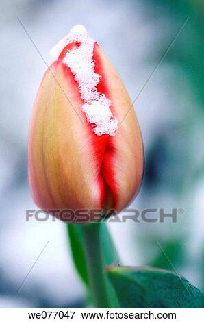 Stock Photo - Red Tulip Covered with Snow. Tulipa hybrid. April 2007, Maryland, USA. Fotosearch