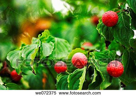 Ripe Berries on Giant Dogwood Tree. Cornus controversa. September 2006, Maryland, USA View Large Photo Image Stock Photography - Ripe Berries on Giant Dogwood Tree. Cornus controversa. September 2006, Maryland, USA. Fotosearch