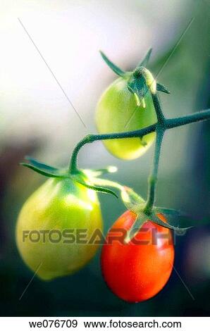 Ripening Tomatoes Growing on a Vine. Solanum lycopersicon. August 2007, Maryland, USA View Large Photo Image Stock Photo - Ripening Tomatoes Growing on a Vine. Solanum lycopersicon. August 2007, Maryland, USA. Fotosearch