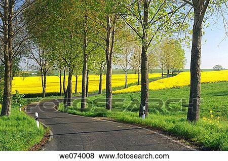 Road through Rape field, Saxony, Germany View Large Photo Image Stock Photo - Road through Rape field, Saxony, Germany. Fotosearch