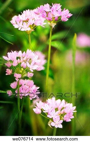 Rosy Garlic. Allium roseum. May 2007, Maryland, USA View Large Photo Image Picture - Rosy Garlic. Allium roseum. May 2007, Maryland, USA. Fotosearch
