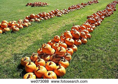 Rows of Pumpkins in a field in Indiana, USA View Large Photo Image Stock Photo - Rows of Pumpkins in a field in Indiana, USA. Fotosearch