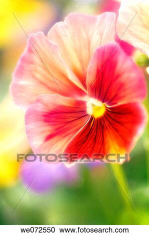 Rustic Colored Pansy Bloom. Viola x wittrockiana. May 2007, Maryland, USA View Large Photo Image Stock Image - Rustic Colored Pansy Bloom. Viola x wittrockiana. May 2007, Maryland, USA. Fotosearch