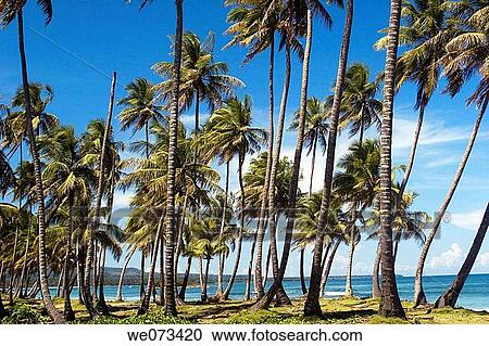 Samanß peninsula, Dominican Republic, Caribbean View Large Photo Image Stock Image - Samanß peninsula, Dominican Republic, Caribbean. Fotosearch