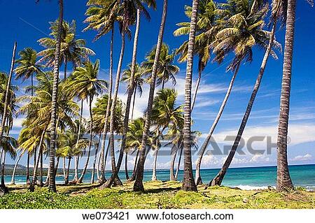 Stock Image - Samanß peninsula, Dominican Republic, Caribbean. Fotosearch