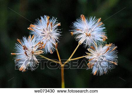 Seeds of plant. El Putxet, Barcelona, Catalonia, Spain View Large Photo Image Stock Image - Seeds of plant. El Putxet, Barcelona, Catalonia, Spain. Fotosearch