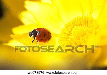 Seven spot Ladybird on Pheasant? s-Eye (Coccinella septempunctata and Adonis vernalis), Thueringen, Germany View Large Photo Image Stock Photograph - Seven spot Ladybird on Pheasant? s-Eye (Coccinella septempunctata and Adonis vernalis), Thueringen, Germany. Fotosearch