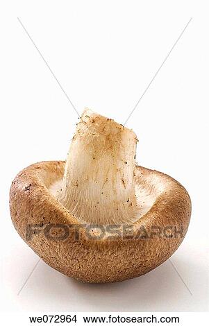 Shiitake mushroom View Large Photo Image Picture - Shiitake mushroom. Fotosearch