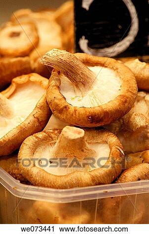 Shiitake mushrooms for sale at La Boqueria market. Barcelona, Catalonia, Spain View Large Photo Image Stock Image - Shiitake mushrooms for sale at La Boqueria market. Barcelona, Catalonia, Spain. Fotosearch