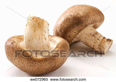 Stock Photography - Shiitake mushrooms. Fotosearch