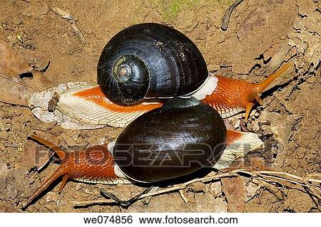 Snails Indrella ampulla Endemic to Western Ghats coorg (Kodagu, Mercara) Karnataka, India. View Large Photo Image Stock Photograph - Snails Indrella ampulla Endemic to Western Ghats coorg (Kodagu, Mercara) Karnataka, India.. Fotosearch