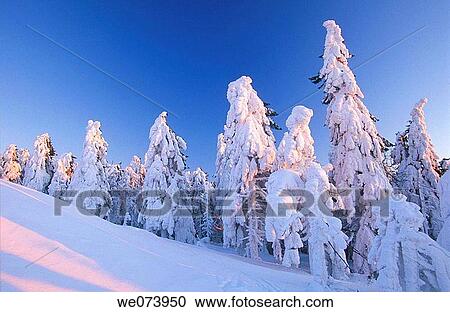 Snow-covered spruce trees at sunset, Ore Mountains, Saxony, Germany View Large Photo Image Stock Image - Snow-covered spruce trees at sunset, Ore Mountains, Saxony, Germany. Fotosearch