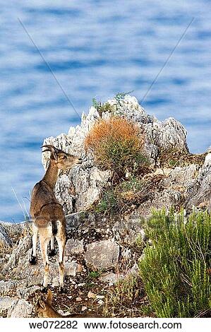 Spanish Ibex (Capra pyrenaica) in Maro-Cerro Gordo cliffs. Mßlaga province, Andalusia, Spain View Large Photo Image Stock Image - Spanish Ibex (Capra pyrenaica) in Maro-Cerro Gordo cliffs. Mßlaga province, Andalusia, Spain. Fotosearch