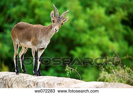 Spanish Ibex (Capra pyrenaica) in Maro-Cerro Gordo cliffs. Mßlaga province, Andalusia, Spain View Large Photo Image Stock Image - Spanish Ibex (Capra pyrenaica) in Maro-Cerro Gordo cliffs. Mßlaga province, Andalusia, Spain. Fotosearch