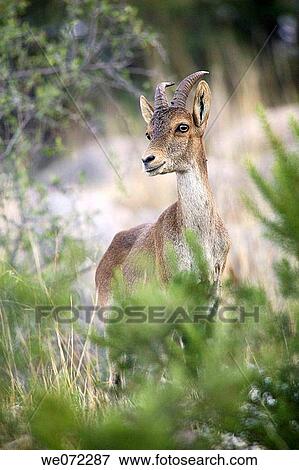 Stock Photo - Spanish Ibex (Capra pyrenaica) in Maro-Cerro Gordo cliffs. Mßlaga province, Andalusia, Spain. Fotosearch