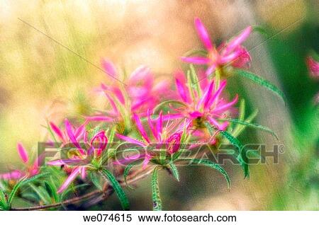 Spider Azalea. Rhododendron stenopetalum? Linearifolium? (Rhododendron macrosepalum? Linearifolium? ). April 2006, Maryland, USA View Large Photo Image Stock Photography - Spider Azalea. Rhododendron stenopetalum? Linearifolium? (Rhododendron macrosepalum? Linearifolium? ). April 2006, Maryland, USA. Fotosearch